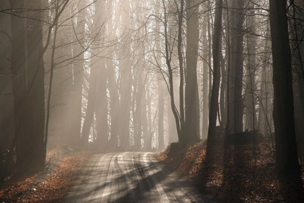 50 Magical Examples of Misty Morning Photography - The Photo Argus