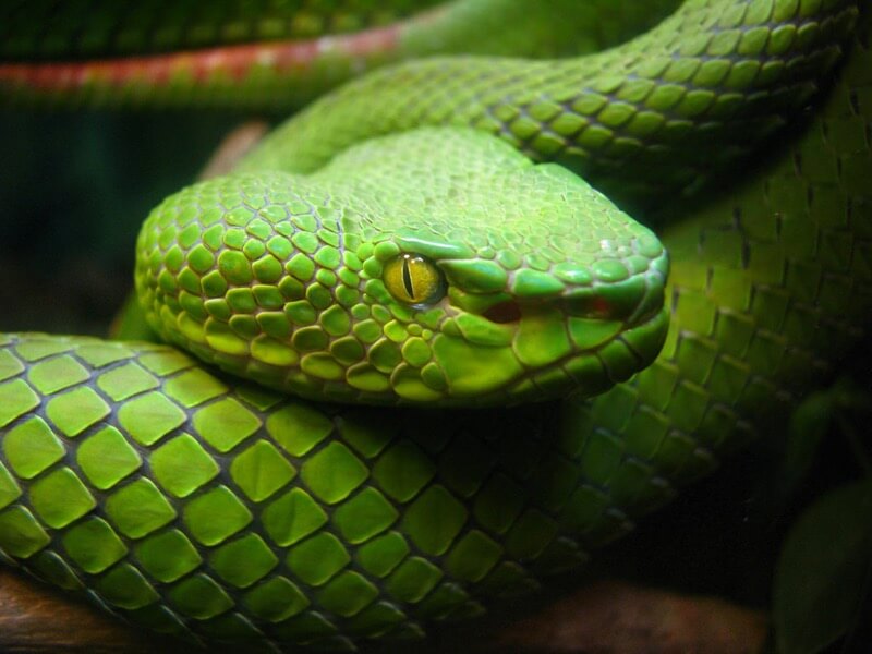 amazing pictures of snakes