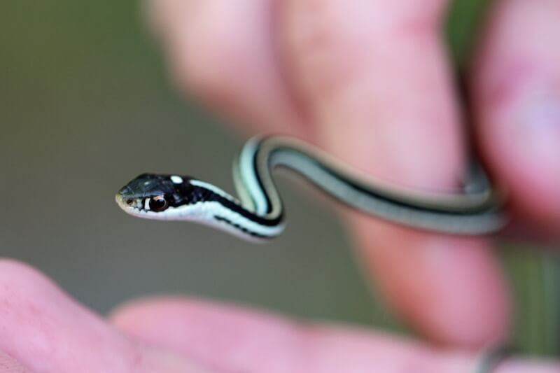 cool pictures of snakes