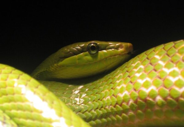 Interesting Pictures Of Snakes The Photo Argus