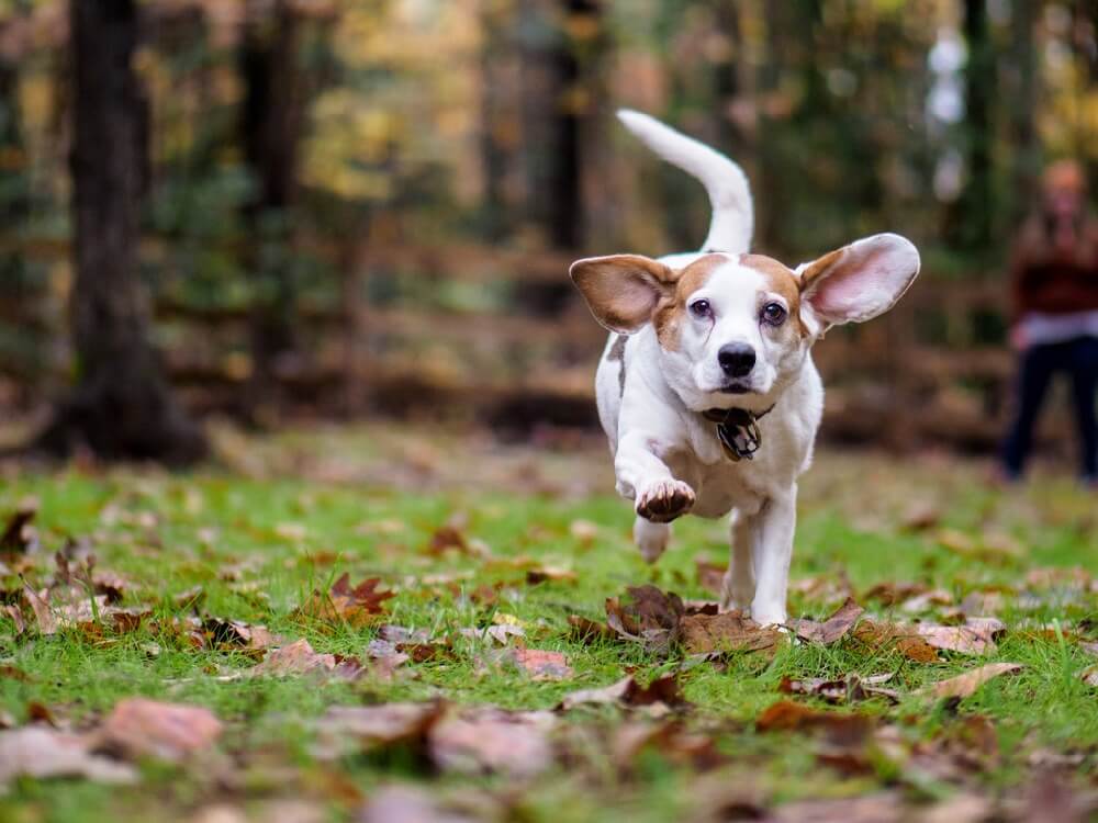 cute running dog