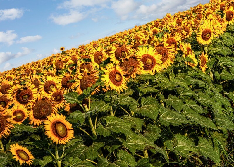 Donnie Nunley... Sunflowers