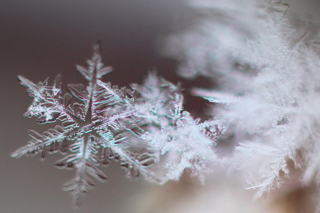macro snowflake photography wallpaper