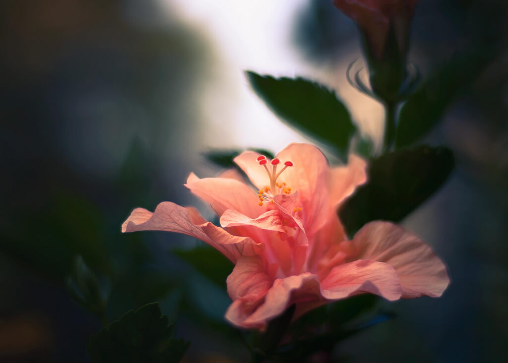 cool flower photography