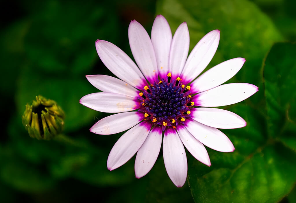 55 Beautiful  Pictures  of Flowers  for Your Inspiration