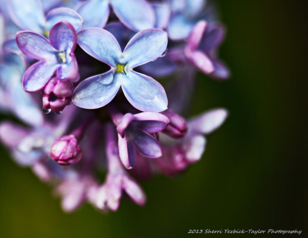 55 Beautiful Pictures of Flowers for Your Inspiration