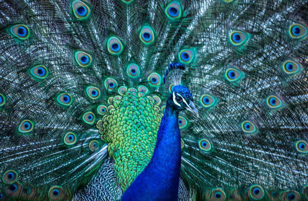 peacocks-photo.jpg