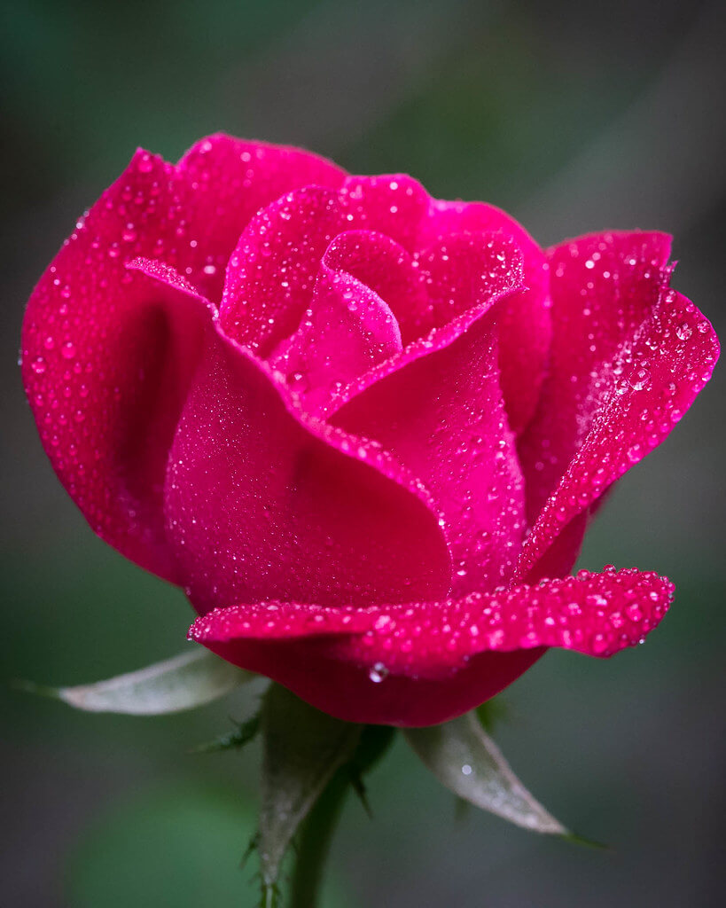 top 10 most beautiful roses in the world